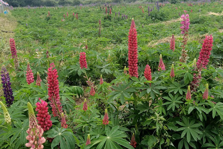 魯冰花種子幾月份播種最好