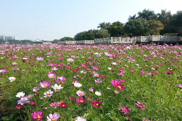 秋英花與格?；ǖ膮^(qū)別有哪些？