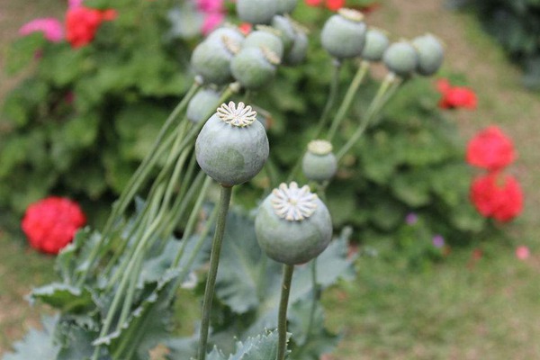 虞美人和罌粟花的區(qū)別(虞美人和罌粟花如何區(qū)分)