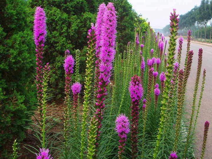 蛇鞭菊花語和寓意