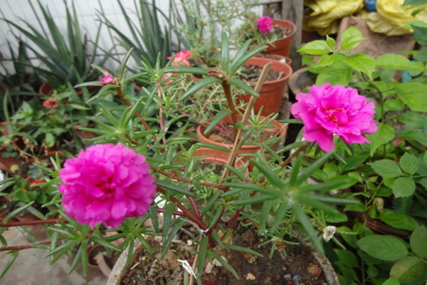 非洲菊和太陽(yáng)花的區(qū)別(如何快速分辨)