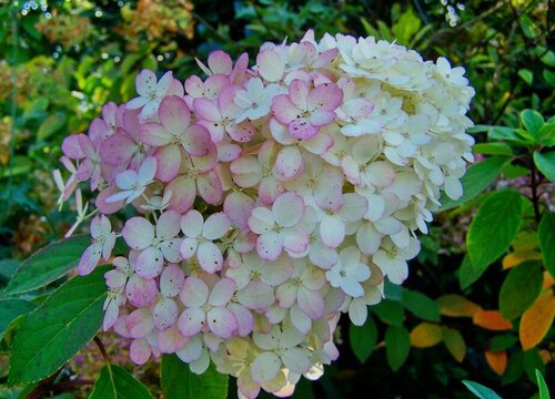 易多夢(mèng)幻繡球一年開(kāi)幾次花 