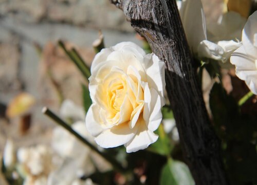 月季花底肥用什么肥,月季花底肥怎么施