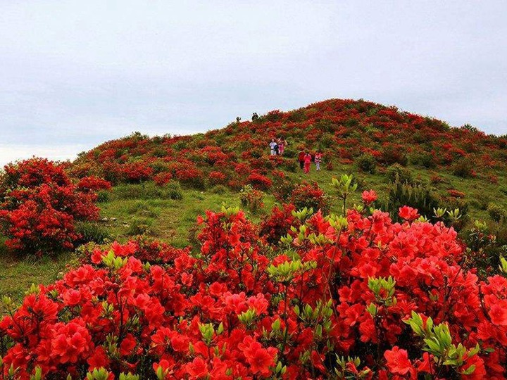 杜鵑花的花語和寓意