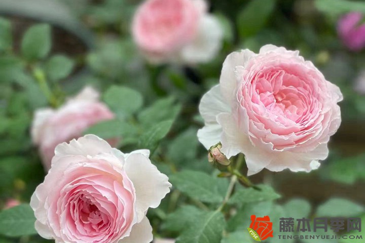 冬季種植月季花小苗需要注意些什么？