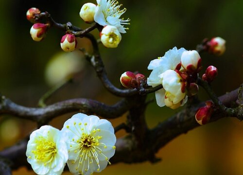 什么品種梅花最好最貴(梅花珍貴品種排名)