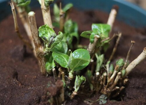 繡球什么時候換盆成活率高