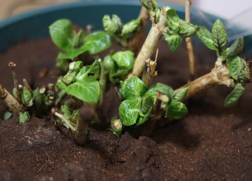 繡球花可以扦插嗎