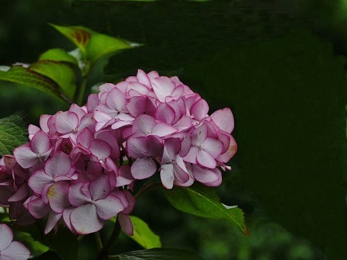 繡球花一年能開幾次花