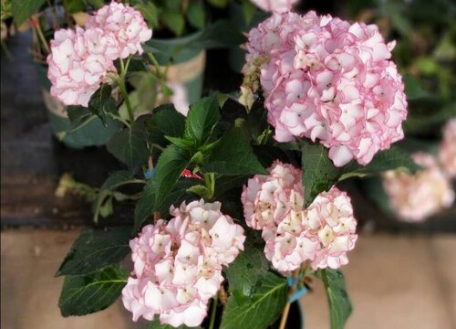 繡球花可以種在院子里嗎