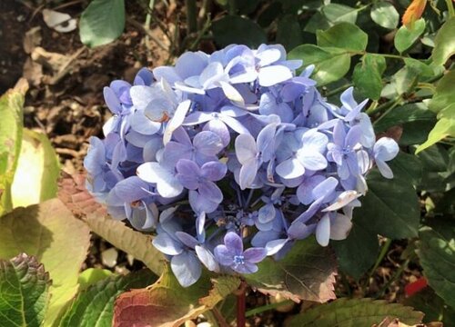 繡球花開完花后如何修剪