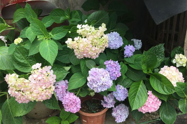 繡球花苗什么時(shí)候種植好