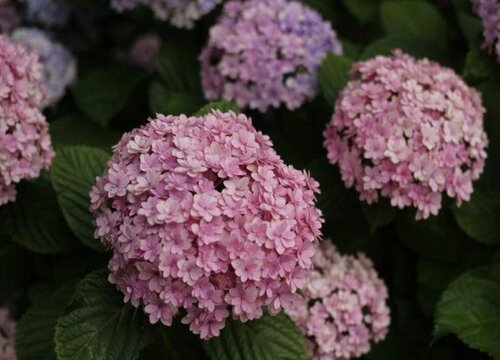 花手鞠繡球是新老枝開花嗎？