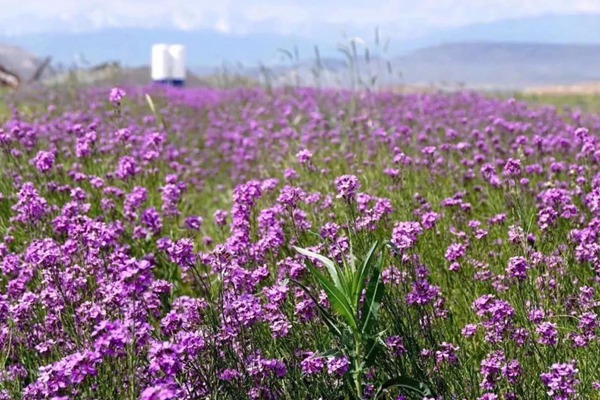 藍(lán)香芥