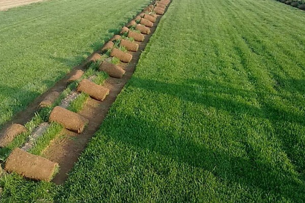 國外狗牙根草坪種植方法分享