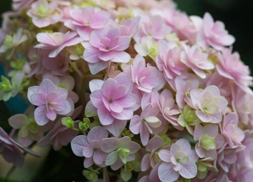 花手鞠繡球是新老枝開花嗎？