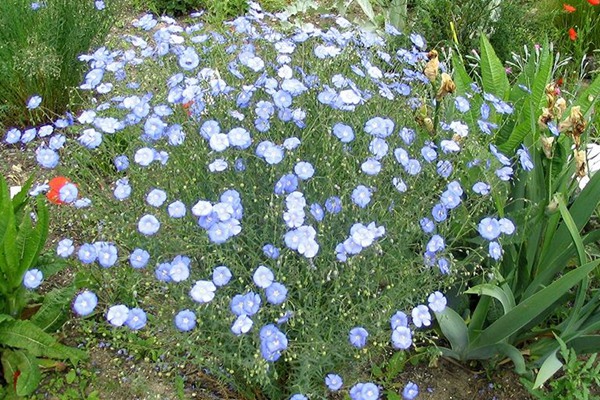 藍花亞麻