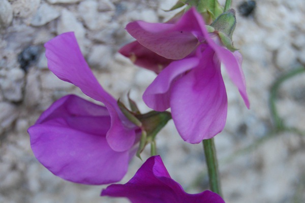 麝香豌豆花種子怎么種,多久發(fā)芽