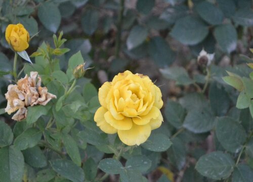 黃色月季花的花語(yǔ)和象征寓意