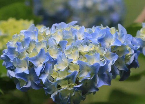 繡球花冬天會被凍死嗎