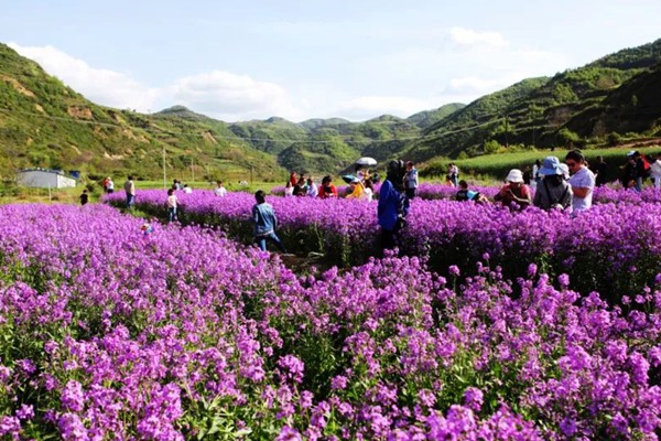 藍(lán)香芥