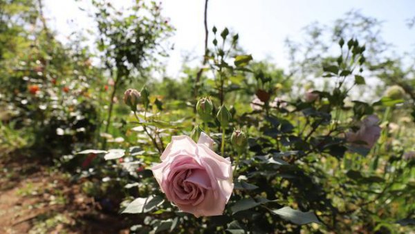 月季花能和什么樹(shù)嫁接