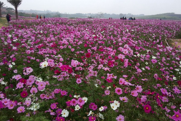 格桑花種子怎么種，需要泡水催芽嗎？