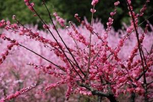 什么梅花最好最貴最高貴