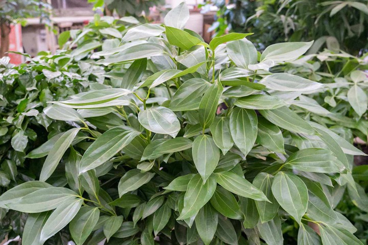 十種旺財(cái)又旺宅的植物(十種旺宅的花卉推薦)