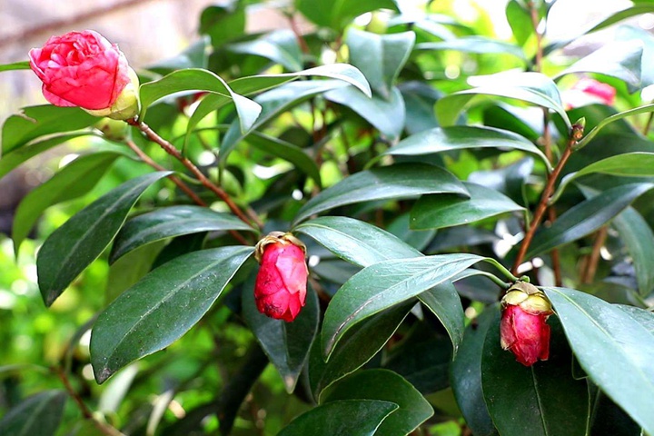 [茶花]茶花圖片_批發(fā)價(jià)格_花期