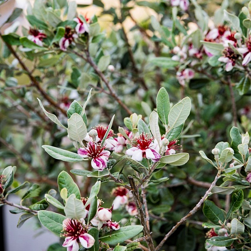 [菲油果]菲油果圖片_花期_哪個品種好吃