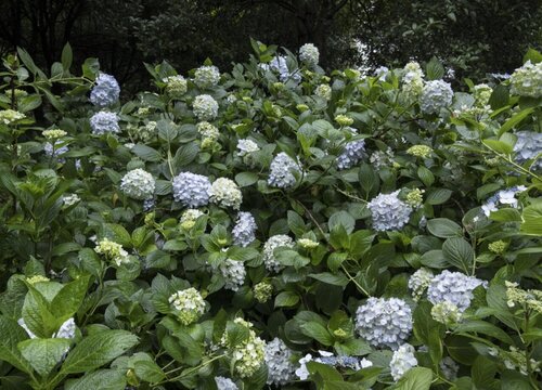 洋繡球花可以在室內(nèi)養(yǎng)嗎