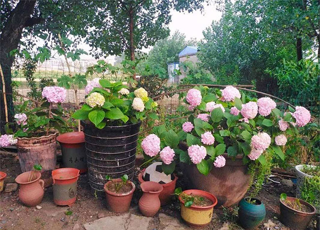 繡球花無盡夏夏季怎么澆水？