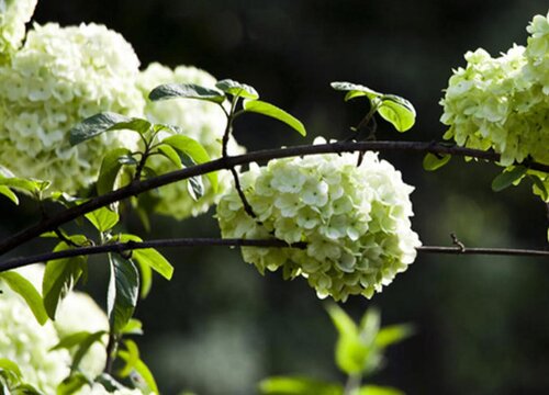 木本繡球一年開(kāi)幾次花