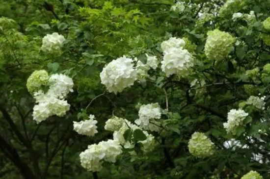 冬季里最耐寒的15種花卉