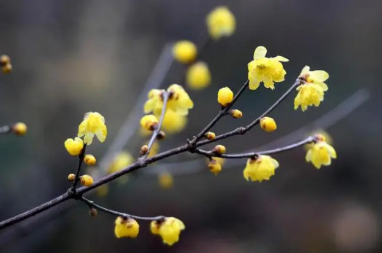 冬季里最耐寒的15種花卉