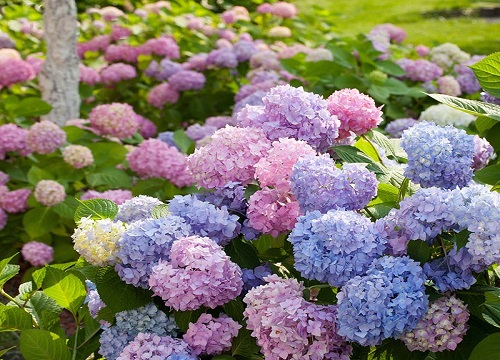 繡球花可以淋雨嗎