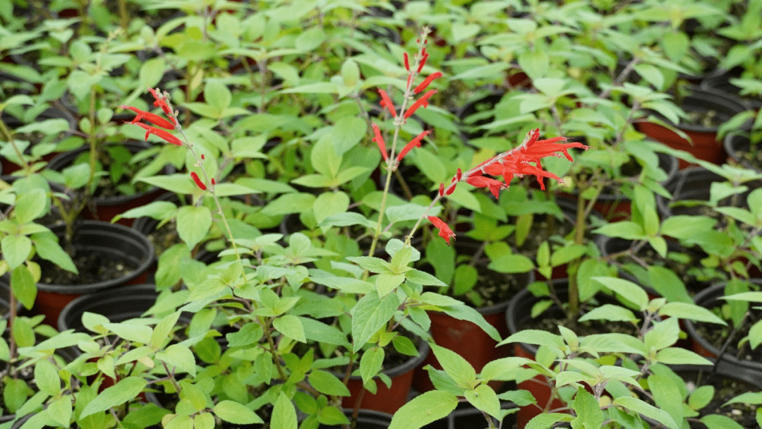 花園里既好看又好吃的一些植物