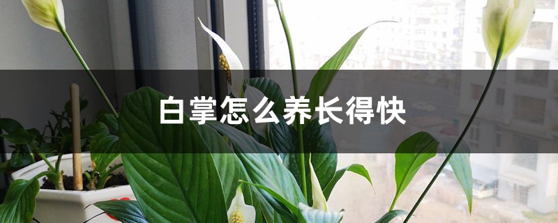 白掌怎么養(yǎng)長得快