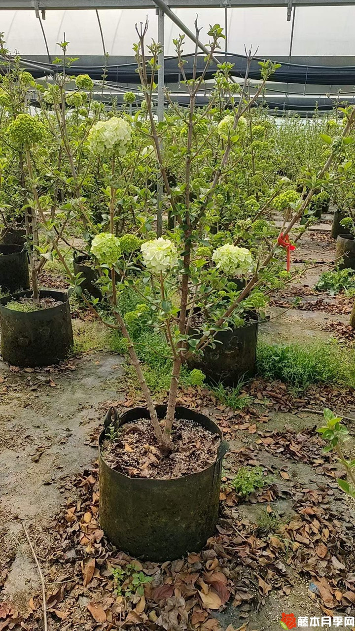 中華木繡球美植袋苗帶花苞花貨