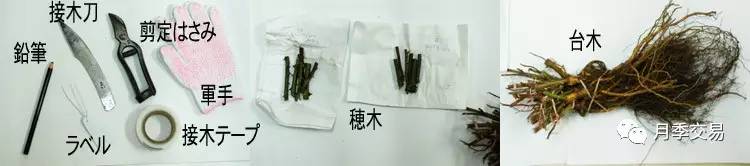 月季嫁接技術(shù)大全圖解