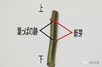 月季嫁接技術(shù)大全圖解