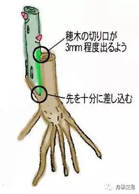 月季嫁接技術(shù)大全圖解