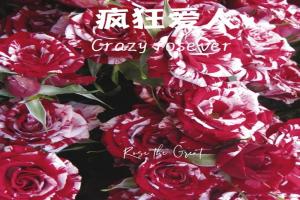 瘋狂羅西娃/瘋狂戀人Crazy Rosever