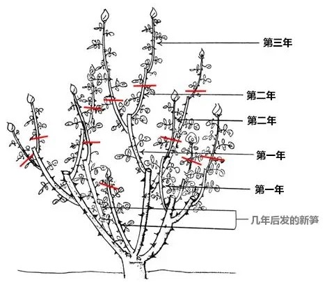 室外月季花怎樣過(guò)冬修剪