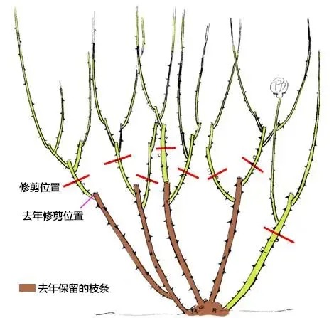 室外月季花怎樣過(guò)冬修剪