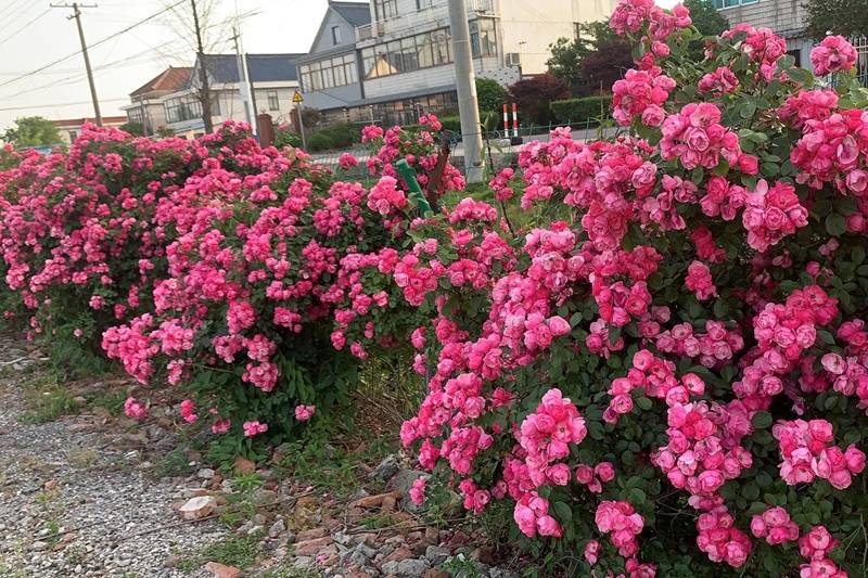 安吉拉一年開(kāi)幾次花