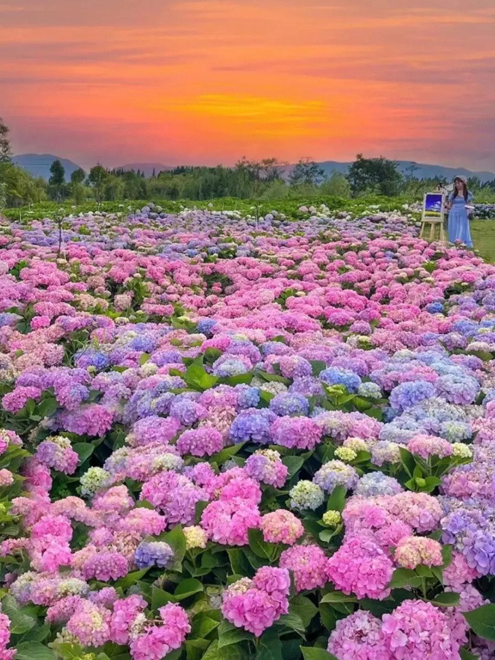 月季永遠(yuǎn)是花園的主角,月季花園各種搭配推薦