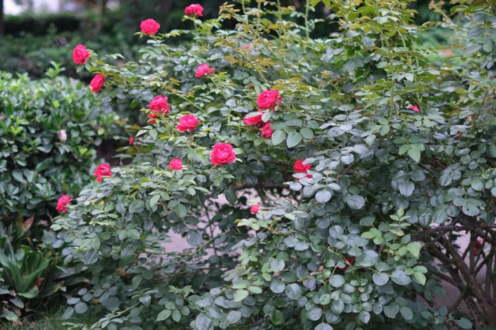 蒂娜月季夏天開(kāi)花嗎