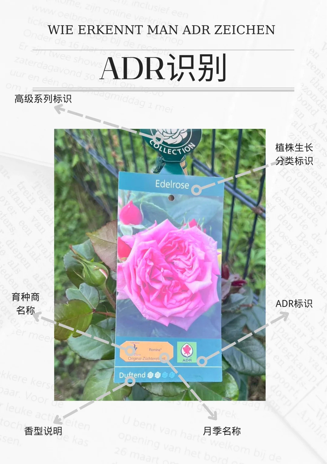 什么是ADR認(rèn)證，ADR月季官網(wǎng)名單